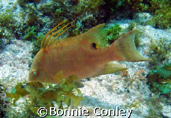 Hogfish at Isla Mujeres.  Taken with a Canon Powershot SD... by Bonnie Conley 